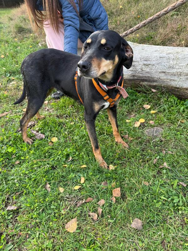 Skylar, una splendida simil segugia Foto 4